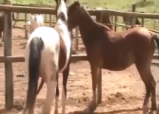 Horny animals enjoying outdoor fucking here