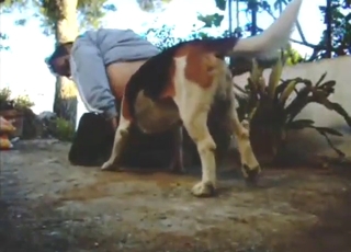 Dog fucks a guy's asshole with its nice tongue