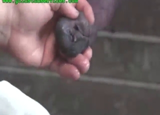 الرجل يحصل على غسل القضيب الحصان لذيذ اليوم