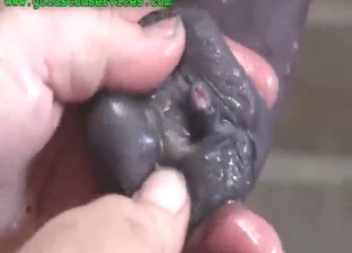 Chlápek si dnes umyje lahodný koňský penis