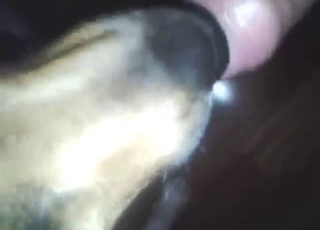 Indian porn: dog licks his dick and gets him off
