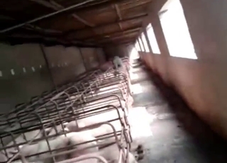 Zoo sex feels closer than ever with a sexy pig