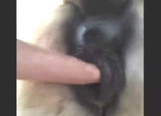 Hot bestiality porn with close-up mare gaping