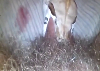 Really intense oral session with snake that sucks