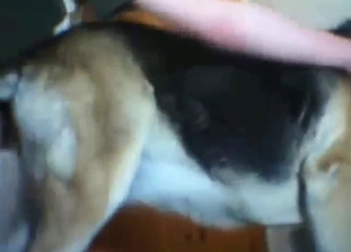 Good-looking vagina of a sexy dog gets ruined