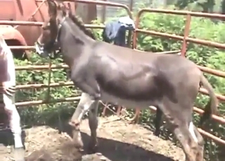 Creepy fuck scene with a DONKEY gaping ass
