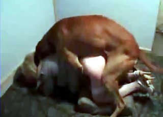 Amazing bestiality fun for a hot slut and a lovely doggie