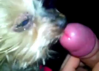 Dog with a sexy gleam in its eyes sucks a dick