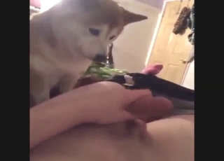Dog looks furry and fucking HOT during oral