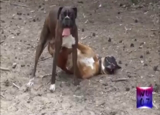 Zoophile porn shows two dogs fucking outside