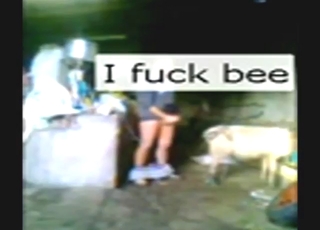 Poor quality video showing a big dick sheep fucker