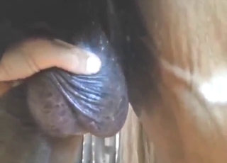 Balls showcase goes along well with zoo fucking