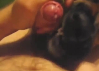 Zoo sex with a dog that licks his penis in POV