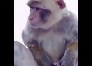 Every monkey is horny in this messy compilation