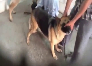 Dog vs dog fucking with two horny animals