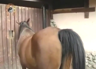 Public teasing experience from a sexy mare