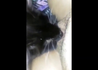 Close-up cunnilingus session with a sexy beast