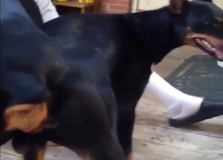 Dog-on-dog zoo porn with plenty of hot sex