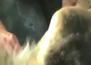 Hot animal is going to get fucked with zeal