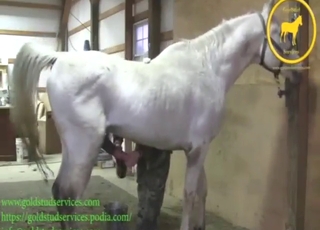 White animal shows its nice boner big time