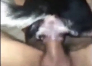 Dude does a lot with his cock inside a dog