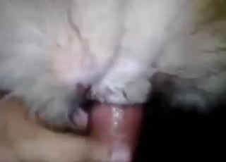 Bestiality sex scene with a sexy dog stretched