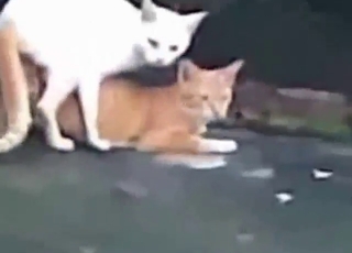 White cat fucks another cat with great passion