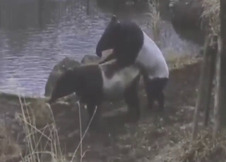 Clean tapir pussy getting fucked by another