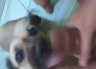 POV pleasure session with a pooch that sucks
