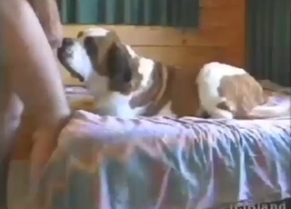 Missionary zoo sex with a horny-looking guy