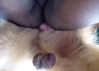 Animal getting off with plenty of thrusts in ass