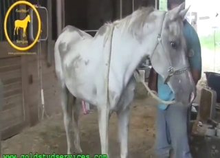 White stallion is going to enjoy this clinical HJ