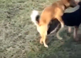 Outdoor bestiality sex does not involve humans