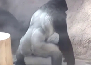 Gorilla vs multiple women in a hot porn video