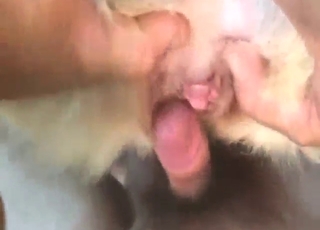 Sexy characters having POV sex, dog takes it