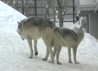 Wolf sex scene with an animal that fucks hard