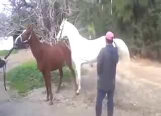 Brown mare shows how she takes horse dick