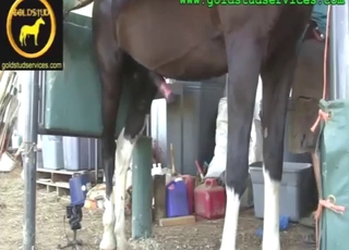 Nice line-up of hot action with crazy HJs here