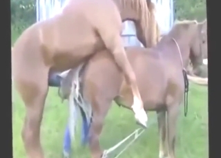 Brown stallion banging with beasts, compilation