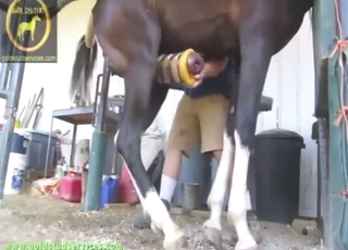 Slutty horsey shows what it can do with a zoophile