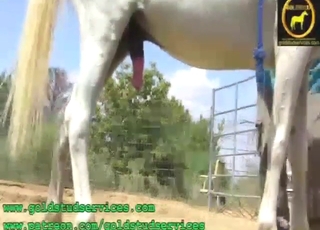 Here's to horses that get jerked off big time