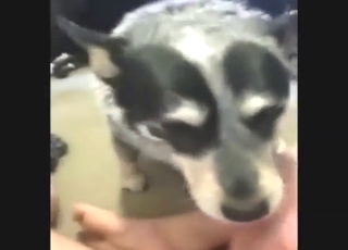 Bestiality porn with licking, sucking, and more