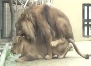 Zoo porn movie with two lions that get SPICY