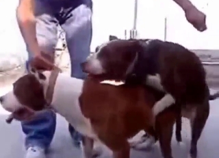 Small dogs choose to go all the way with gape