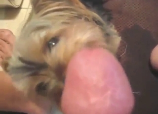 Amazing zoo sex with a sexy animal licking dick