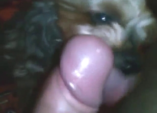 Tiny dog is going to explore that juicy cock