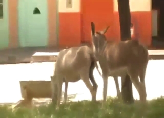 इसके लिए कौन इतना पैसा नहीं देगा