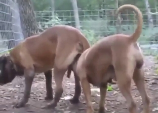 Zoophile porn clip with dog-on-dog fuckery