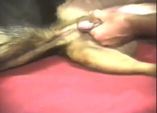 Bestiality porn with handjobs, it's so, so hot