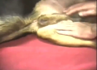 Bestiality porn with handjobs, it's so, so hot